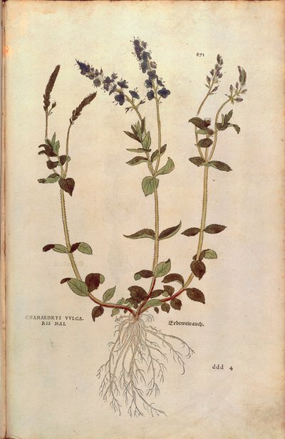 スピードウェル（Veronica officinalis）またはコンパクトな青いスピードウェル（Veronica allionii（Chamaedrys vulgaris mas））Leonhart Fuchsによる「De historia stirpium commentarii insignes（植物の歴史に関する注目すべき論評）」のカラーエングレーヴィング。 作： Leonhard Fuchs