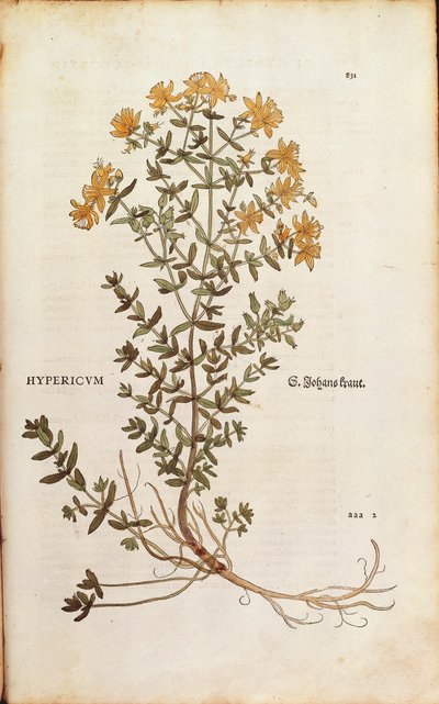 レオンハルト・フックスによるセイヨウオトギリソウ（De historia stirpium commentarii insignes (Notable Commentaries on the History of Plants)のカラーエングレービング版 作： Leonhard Fuchs