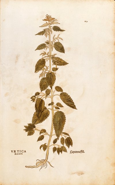 刺すようなイラクサ - Urtica dioica (Urtica maior) by Leonhart Fuchs, De historia stirpium commentarii insignes (Notable Commentaries on the History of Plants), colored engraving. 作： Leonhard Fuchs