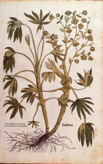 悪臭を放つヘレボルス（Helleborus foetidus）（Helleborus niger adulterinus sylvestris）：Leonhart Fuchs著『De historia stirpium commentarii insignes（Notable Commentaries on the History of Plants）』より、カラーのエングレーヴィング。 作： Leonhard Fuchs