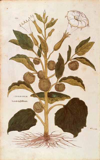 棘のあるリンゴまたは深紅色の雑草 - Datura stramonium（Stramonia）Leonhart Fuchs著、『植物の歴史に関する注目すべき解説』より、カラーの彫刻作品。 作： Leonhard Fuchs
