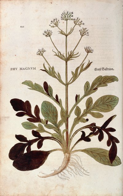 バレリアン - Valeriana officinalis (Phu magnum) レオンハルト・フックス著 「植物の歴史に関する注目すべき解説」より カラーの彫刻版 作： Leonhard Fuchs