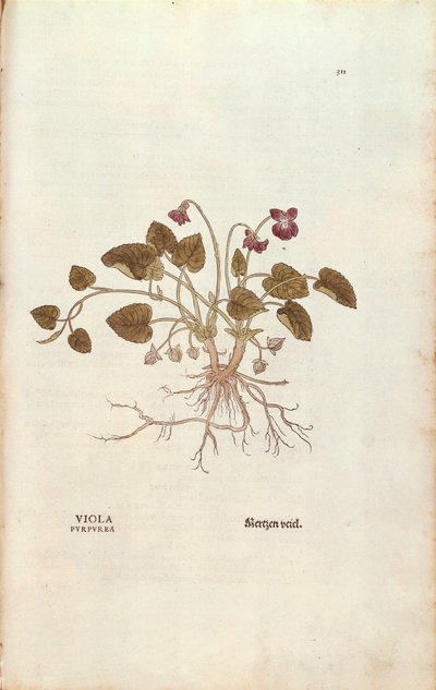 バイオレット（Viola odorata）Leonhart Fuchs著、『De historia stirpium commentarii insignes (Notable Commentaries on the History of Plants)』より、彩色された彫刻作品。 作： Leonhard Fuchs
