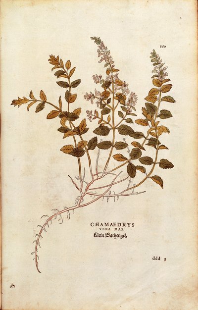Wall Germander - Teucrium chamaedrys (Chamaedrys vera mas) by Leonhart Fuchs from De historia stirpium commentarii insignes (Notable Commentaries on the History of Plants) colored engraving 作： Leonhard Fuchs
