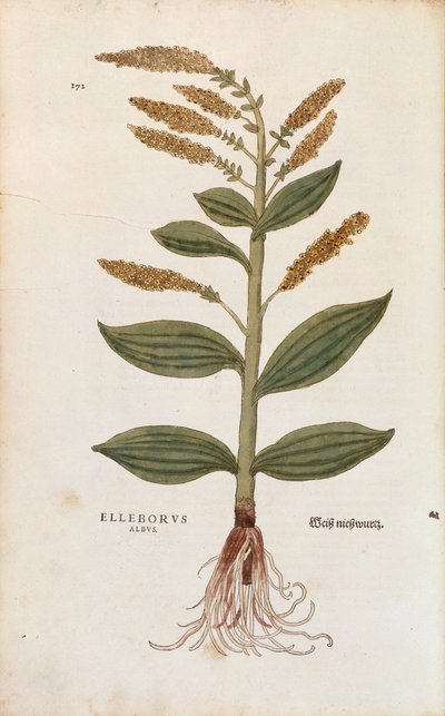ホワイトヘレボア - Veratrum album (Eleborus albus) by Leonhart Fuchs, De historia stirpium commentarii insignes (Notable Commentaries on the History of Plants), カラー・エングレーヴィング 作： Leonhard Fuchs