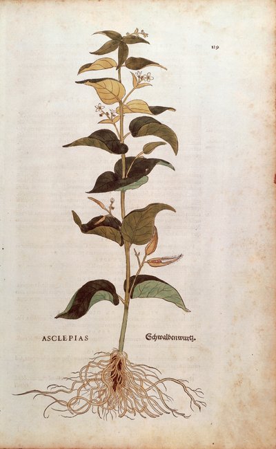 白いツバメの花 - Cynanchum vincetoxicum (Asclepias) by Leonhart Fuchs (De historia stirpium commentarii insignes (Notable Commentaries on the History of Plants) からのカラーエングレーヴィング 作： Leonhard Fuchs