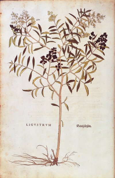 野生のプリベット（Ligustrum vulgare）Leonhart Fuchsによる「De historia stirpium commentarii insignes（植物の歴史に関する注目すべき解説）」のカラーエングレービング版 作： Leonhard Fuchs