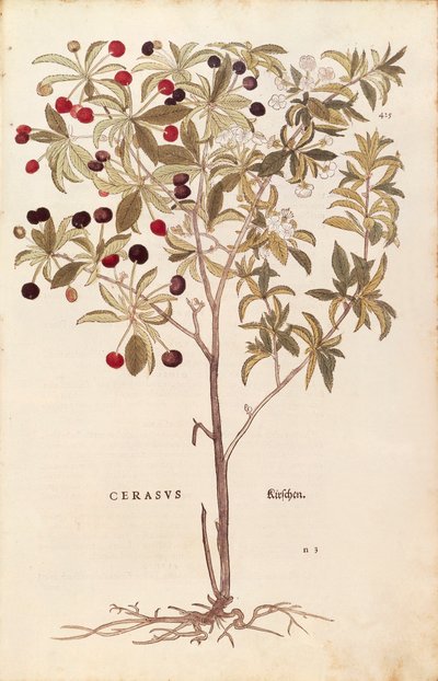 ワイルドチェリー - Prunus avium (Cerasus) by Leonhart Fuchs （「植物の歴史に関する注目すべき解説」より） カラーの彫刻版 作： Leonhard Fuchs