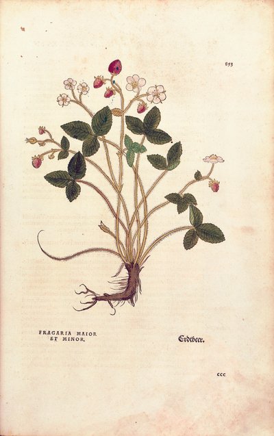木いちご - Fragaria vesca (Fragaria maior et minor) by Leonhart Fuchs, De historia stirpium commentarii insignes (Notable Commentaries on the History of Plants), カラー・エングレーヴィング。 作： Leonhard Fuchs