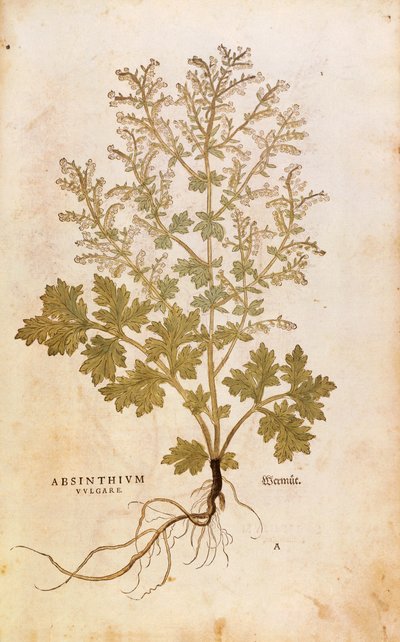 ヨモギ - Artemisia absinthium (Absinthium vulgare) レオンハルト・フックス著 「De historia stirpium commentarii insignes (Notable Commentaries on the History of Plants)」より、彩色済みエングレーヴィング。 作： Leonhard Fuchs
