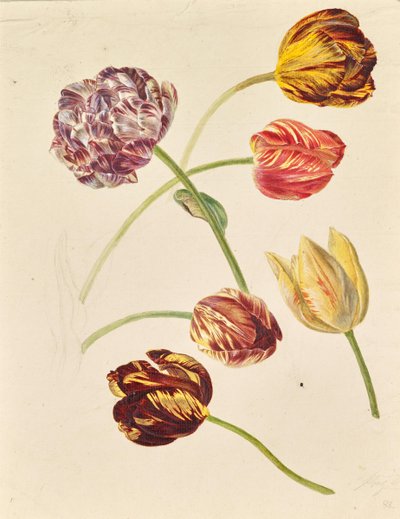 チューリップ 作： Leopold von Stoll