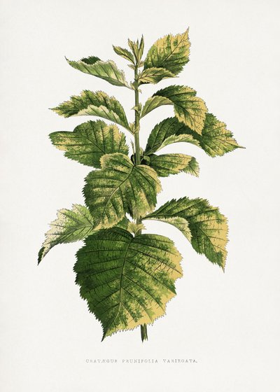  作： Les Plantes a Feuillage Colore