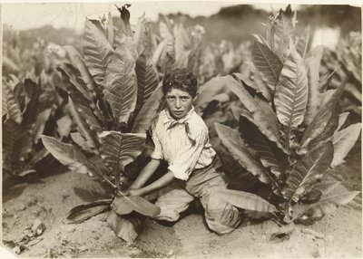 ギルダースリーブ・タバコ農場の10歳のピッカー 作： Lewis W. Hine