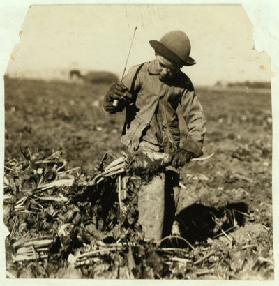 1915年、コロラド州スターリングの近くで膝を「フック」した後、7歳のアレックスレイバーがテンサイをトッピングし続けている 作： Lewis Wickes Hine