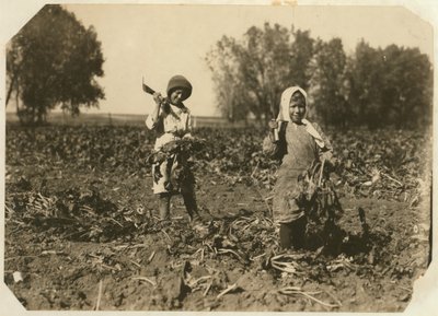 アメリアとメアリーラフト、9歳と12歳、1915年コロラド州スターリング近くの農場でテンサイを切断 作： Lewis Wickes Hine
