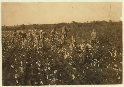 1913年、テキサス州マッキンニー近くで家族が綿を選ぶ 作： Lewis Wickes Hine