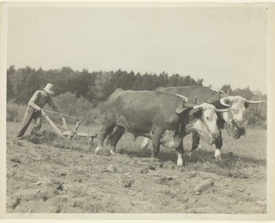 メイン州中部の田園風景、今も多くの牛が使われている 作： Lewis Wickes Hine