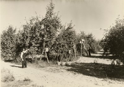 無題」1935年頃 作： Lewis Wickes Hine