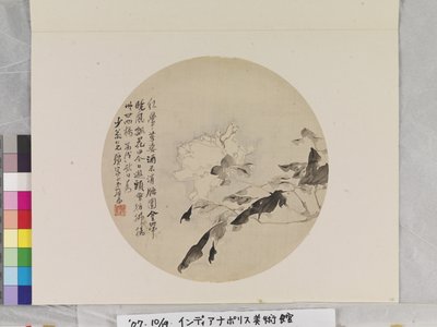 白牡丹 作： Lian Ju