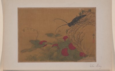 岩の上のバッタ 作： 