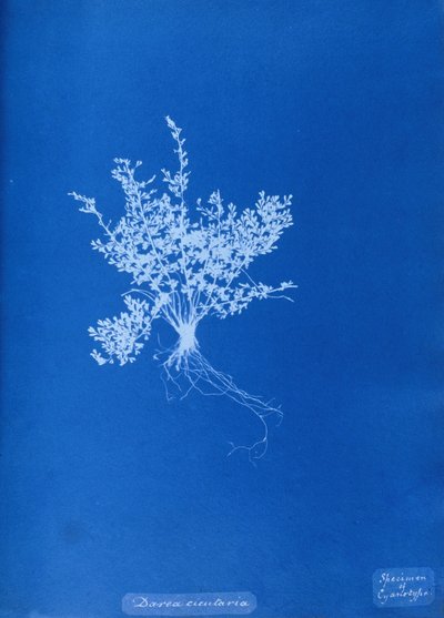 イギリスのシダのシアノタイプ 作： Unbekannt Unbekannt