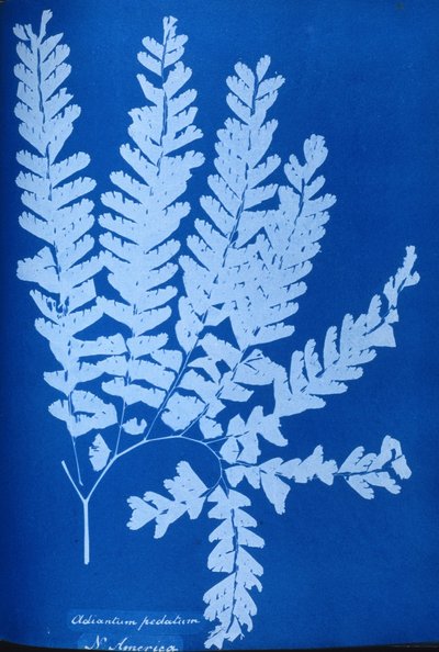 北米産シダ植物「Adiantum pedatum」のシアノタイプ 作： Unbekannt Unbekannt