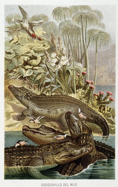 ナイルワニ（crocodilus nicoticus） - A.E.ブレム著「動物の生活」（トリノ）に掲載 作： Unbekannt Unbekannt