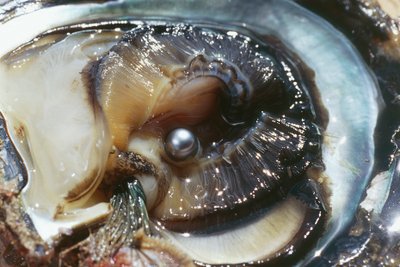 フランス領ポリネシア、ツアモツ諸島のマニヒにある黒真珠の貝殻 作： Unbekannt Unbekannt