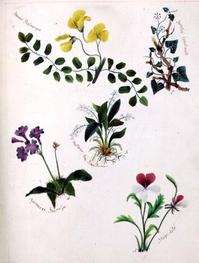 野の花（スケッチブックの1ページに詩をつけたもの） 作： Lili Cartwright