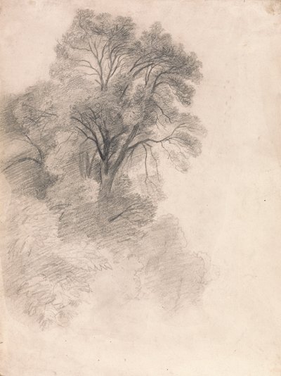 トネリコの研究 作： Lionel Constable