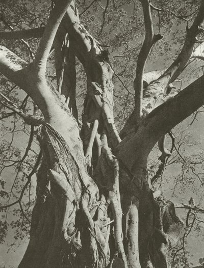 バンヤン ツリー (白黒写真) 作： Lionel Wendt