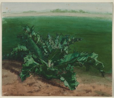 植物の研究、おそらくアザミ、1862。 作： Léon Bonvin