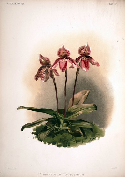 Cypripedium×tautzianum品種=（Paphiopedilumbarbatum×Paphiopedilumniveum） 作： London H. Sotheran and Co.