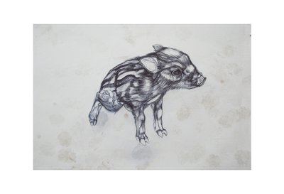 子ぶた、2015、（bic biro on paper） 作： Lou Gibbs