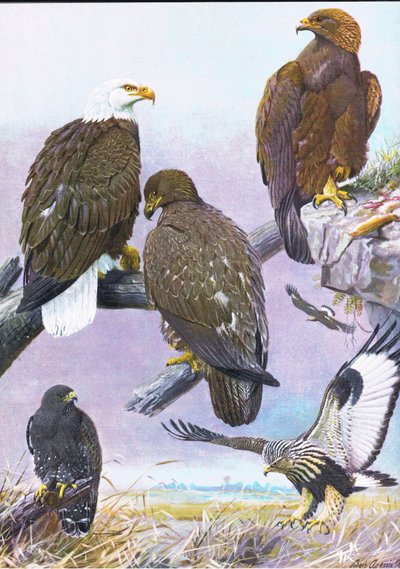 白頭ワシ、アメリカイヌワシ、アメリカラフレッグホーク 作： Louis Agassiz Fuertes