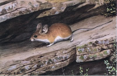 Big Eared Pinion Mouseは、南西部の険しい峡谷にある白い足の氏族を表しています。 作： Louis Agassiz Fuertes