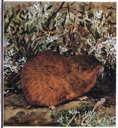 トンネルの蜂の巣に住んでいるずんぐりしたげっ歯類、ブラウンレミング 作： Louis Agassiz Fuertes