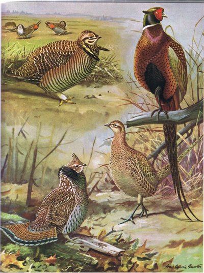 ヒース編、リングネックのキジ、東部のエリマキライチョウ 作： Louis Agassiz Fuertes