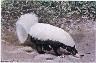ホッグノーズスカンク、ホワイトトップ、ブラックボトム、長い爪でヒットする食べ物を掘る 作： Louis Agassiz Fuertes
