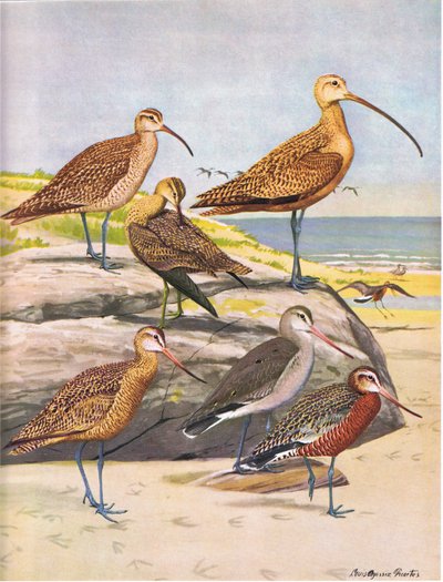 Hudsonian Curlew、Eskimo Curlew、Long Billed Curlew、Marbled Godwit、Hudsonian Godwit 作： Louis Agassiz Fuertes