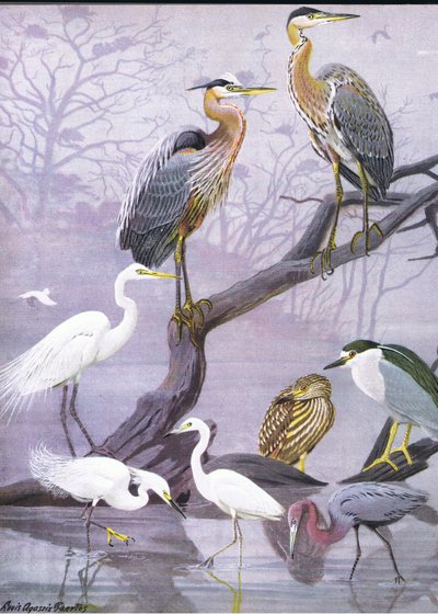東部および中部北アメリカのパブのアメリカの鳥の自然史からのイラスト。 Bramhall House c.1970より 作： Louis Agassiz Fuertes
