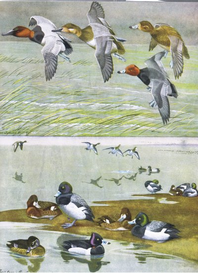 東部および中部北アメリカのパブのアメリカの鳥の自然史からのイラスト。 Bramhall House c.1970より 作： Louis Agassiz Fuertes