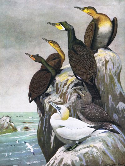 東部および中部北アメリカのパブのアメリカの鳥の自然史からのイラスト。 Bramhall House c.1970より 作： Louis Agassiz Fuertes