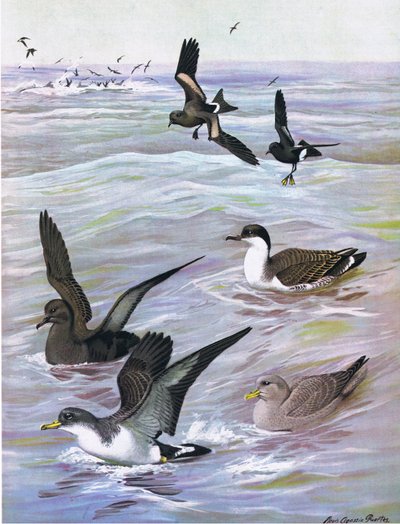 東部および中部北アメリカのパブのアメリカの鳥の自然史からのイラスト。 Bramhall House c.1970より 作： Louis Agassiz Fuertes