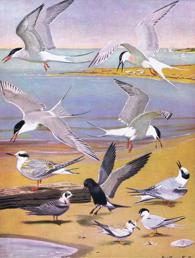 東部および中部北アメリカのパブのアメリカの鳥の自然史からのイラスト。 Bramhall House c.1970より 作： Louis Agassiz Fuertes