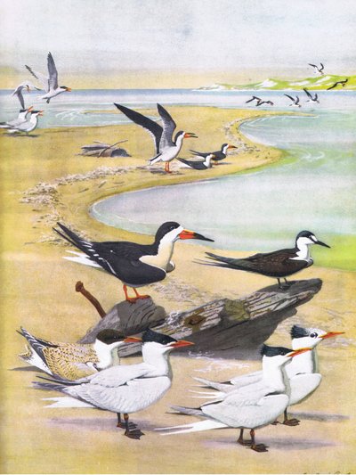 東部および中部北アメリカのパブのアメリカの鳥の自然史からのイラスト。 Bramhall House c.1970より 作： Louis Agassiz Fuertes