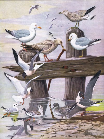 東部および中部北アメリカのパブのアメリカの鳥の自然史からのイラスト。 Bramhall House c.1970より 作： Louis Agassiz Fuertes