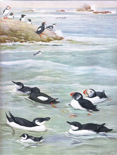 東部および中部北アメリカのパブのアメリカの鳥の自然史からのイラスト。 Bramhall House c.1970より 作： Louis Agassiz Fuertes