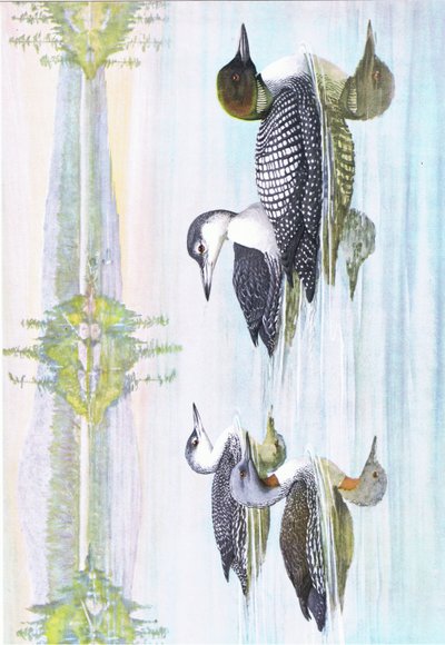 東部および中部北アメリカのパブのアメリカの鳥の自然史からのイラスト。 Bramhall House c.1970より 作： Louis Agassiz Fuertes