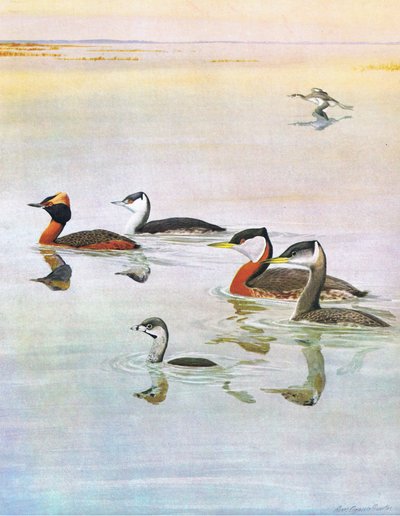 東部および中部北アメリカのパブのアメリカの鳥の自然史からのイラスト。 Bramhall House c.1970より 作： Louis Agassiz Fuertes